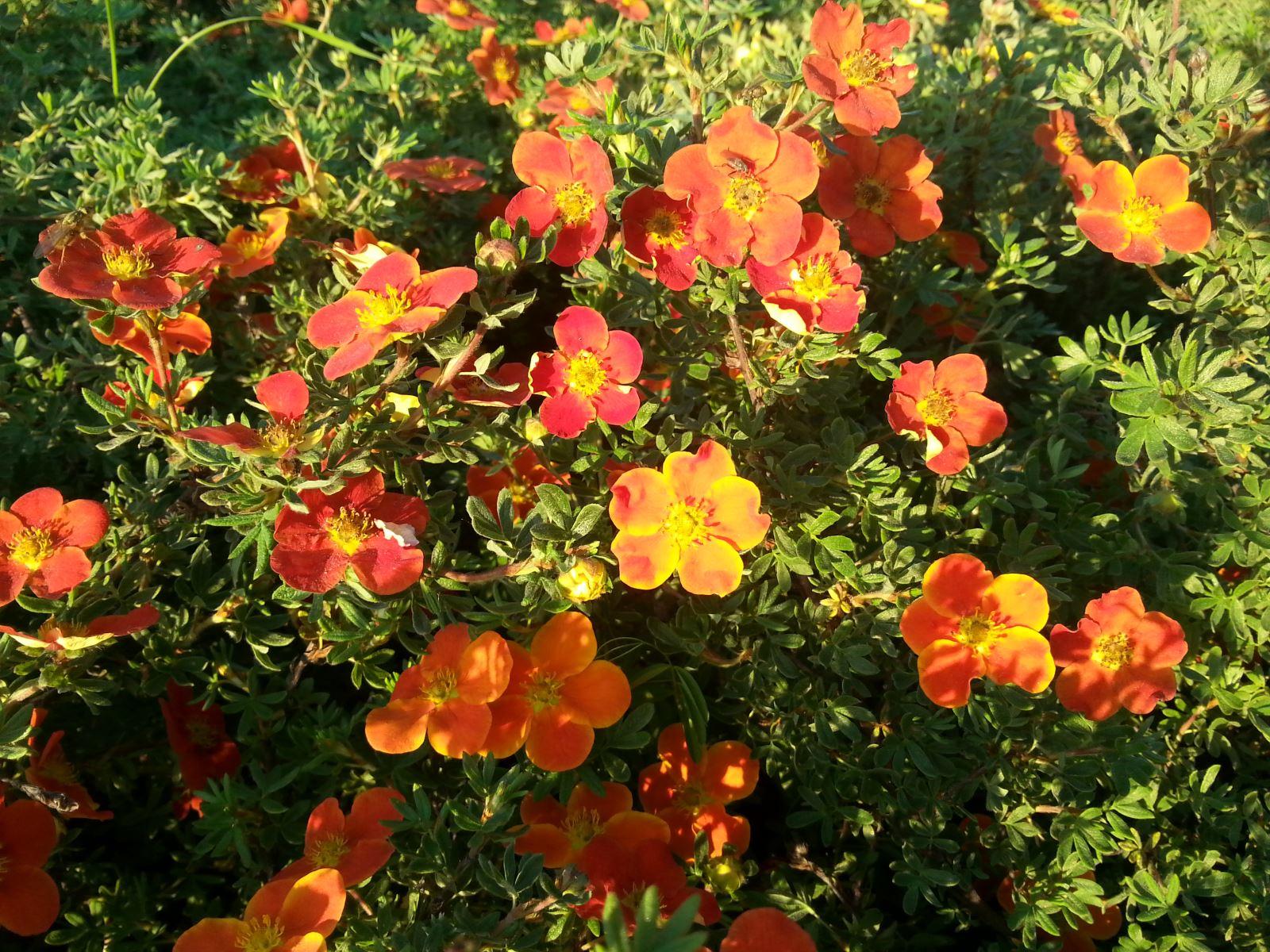 Лапчатка кустарниковая Манго Танго